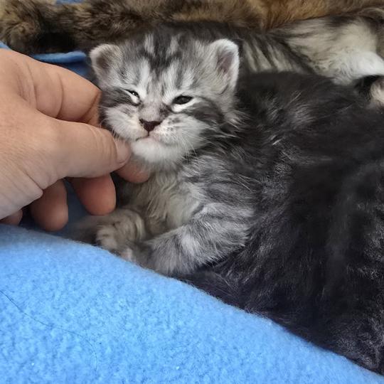 chaton Maine coon black silver blotched tabby Bella Elevage de maine coon L'Or sauvage black silver blotched tabby