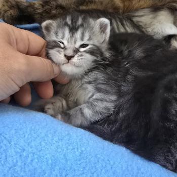 Bella DE L'OR SAUVAGE Femelle Maine coon