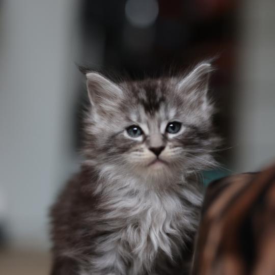 chaton Maine coon black silver blotched tabby Bohème Elevage de maine coon L'Or sauvage black silver blotched tabby