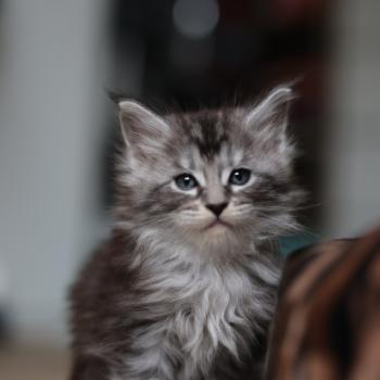 Bohème DE L'OR SAUVAGE Femelle Maine coon