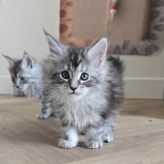 chaton Maine coon black silver blotched tabby Bohème Elevage de maine coon L'Or sauvage black silver blotched tabby
