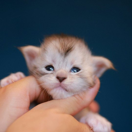 Abylor DE L'OR SAUVAGE Femelle Maine coon