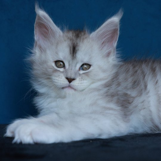 chaton Maine coon black silver mackerel tabby & blanc Abylor Elevage de maine coon L'Or sauvage black silver mackerel tabby & blanc
