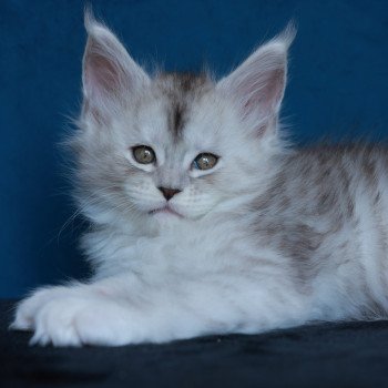 Abylor DE L'OR SAUVAGE Femelle Maine coon
