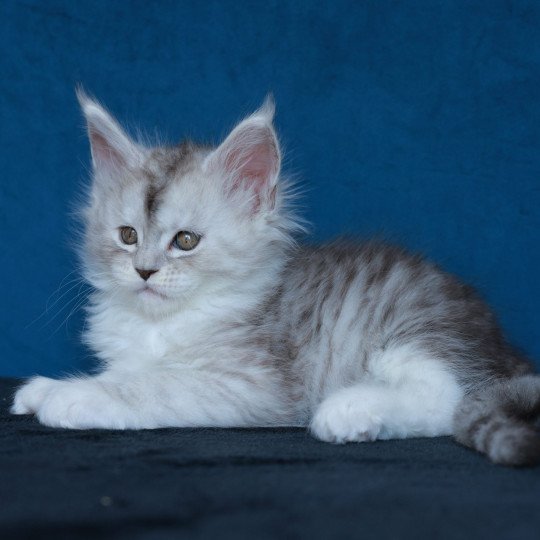 chaton Maine coon black silver mackerel tabby & blanc Abylor Elevage de maine coon L'Or sauvage black silver mackerel tabby & blanc
