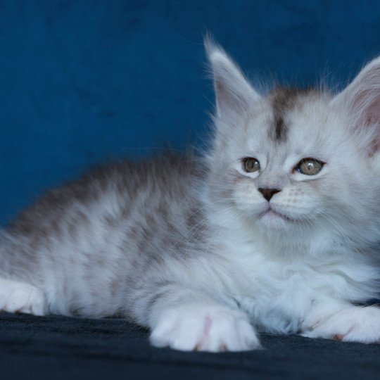 chaton Maine coon black silver mackerel tabby & blanc Abylor Elevage de maine coon L'Or sauvage black silver mackerel tabby & blanc