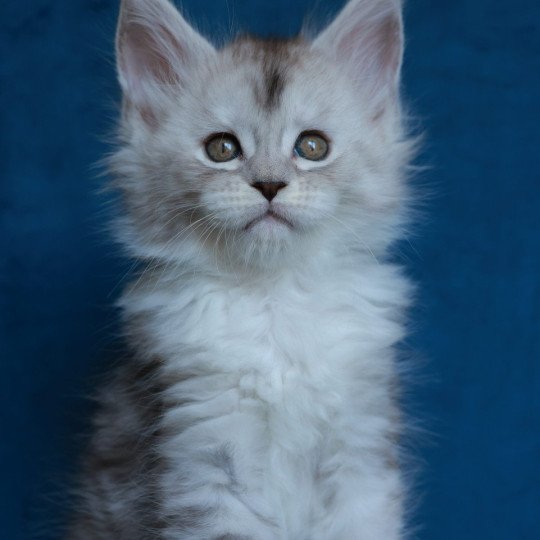 chaton Maine coon black silver mackerel tabby & blanc Abylor Elevage de maine coon L'Or sauvage black silver mackerel tabby & blanc