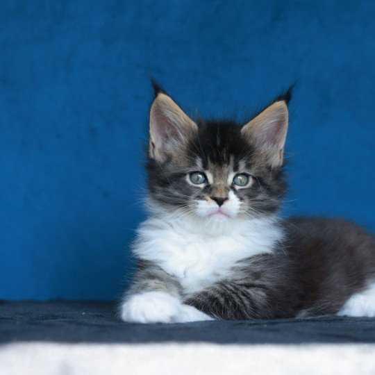 chaton Maine coon black silver mackerel tabby & blanc Adéli Elevage de maine coon L'Or sauvage brown mackerel tabby & blanc