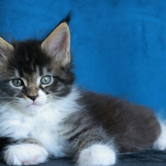 chaton Maine coon black silver mackerel tabby & blanc Adéli Elevage de maine coon L'Or sauvage brown mackerel tabby & blanc