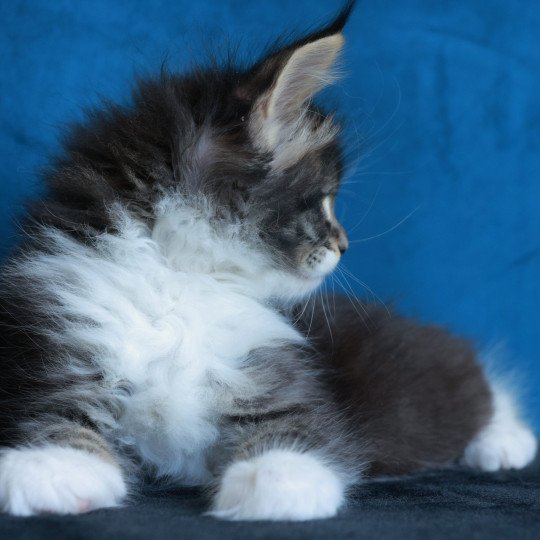 chaton Maine coon black silver mackerel tabby & blanc Adéli Elevage de maine coon L'Or sauvage brown mackerel tabby & blanc