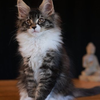 Adéli DE L'OR SAUVAGE Femelle Maine coon