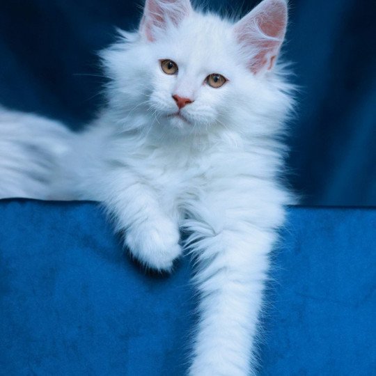 chaton Maine coon red shell Aelion Elevage de maine coon L'Or sauvage red shell