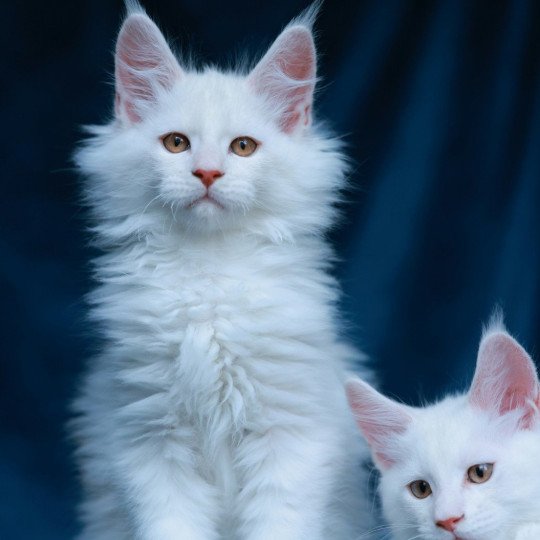 chaton Maine coon red shell Aelion Elevage de maine coon L'Or sauvage red shell