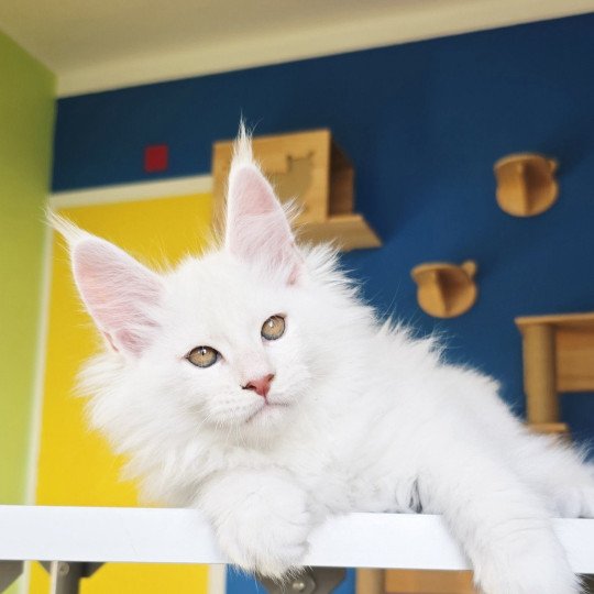 chaton Maine coon red shell Aelion Elevage de maine coon L'Or sauvage red shell