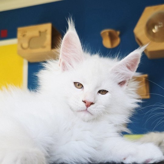 chaton Maine coon red shell Aelion Elevage de maine coon L'Or sauvage red shell