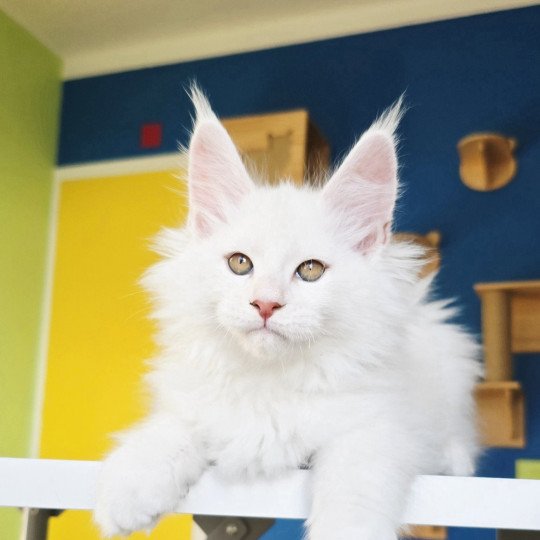 chaton Maine coon red shell Aelion Elevage de maine coon L'Or sauvage red shell