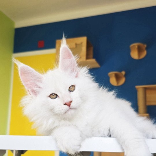chaton Maine coon red shell Aelion Elevage de maine coon L'Or sauvage red shell