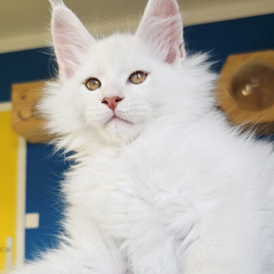 chaton Maine coon red shell Aelion Elevage de maine coon L'Or sauvage red shell