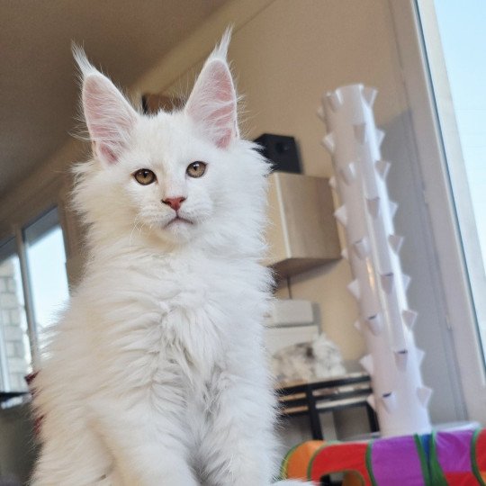 chaton Maine coon red shell Aelion Elevage de maine coon L'Or sauvage red shell