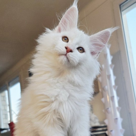 chaton Maine coon red shell Aelion Elevage de maine coon L'Or sauvage red shell