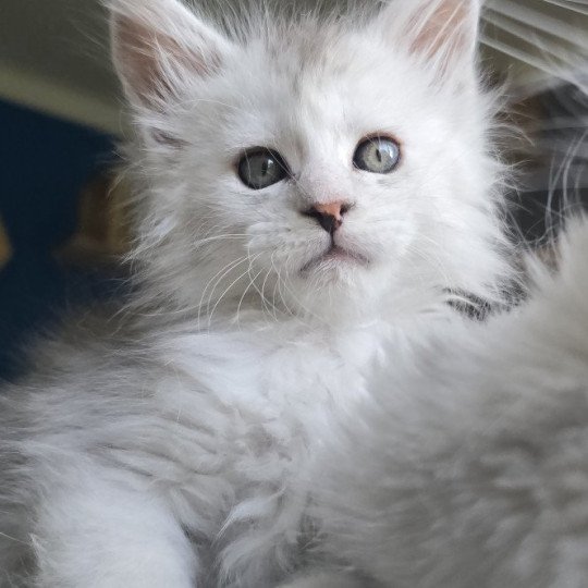 chaton Maine coon black tortie silver blotched tabby & blanc Ayana des neiges Elevage de maine coon L'Or sauvage black tortie silver shaded & blanc