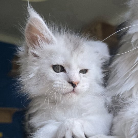 chaton Maine coon black tortie silver blotched tabby & blanc Ayana des neiges Elevage de maine coon L'Or sauvage black tortie silver shaded & blanc