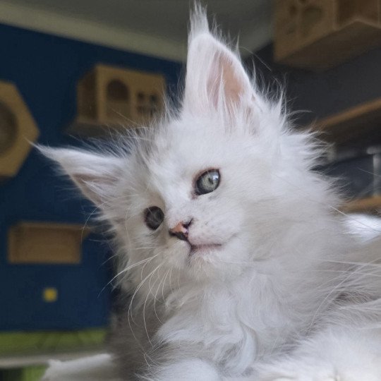 chaton Maine coon black tortie silver blotched tabby & blanc Ayana des neiges Elevage de maine coon L'Or sauvage black tortie silver shaded & blanc