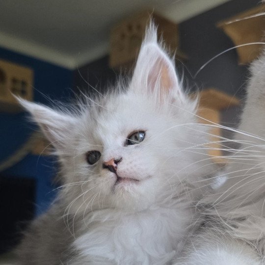 chaton Maine coon black tortie silver blotched tabby & blanc Ayana des neiges Elevage de maine coon L'Or sauvage black tortie silver shaded & blanc