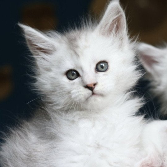 chaton Maine coon black tortie silver blotched tabby & blanc Ayana des neiges Elevage de maine coon L'Or sauvage black tortie silver shaded & blanc