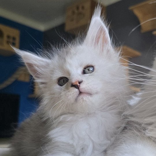 chaton Maine coon black tortie silver blotched tabby & blanc Ayana des neiges Elevage de maine coon L'Or sauvage black tortie silver shaded & blanc