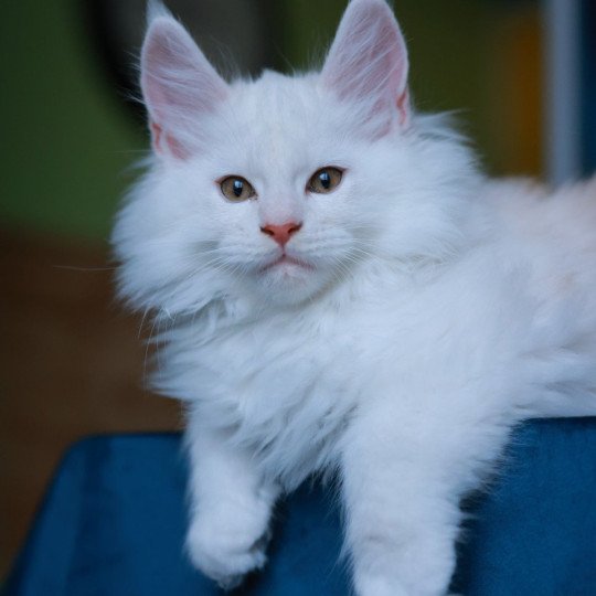 chaton Maine coon red shell Akaa Elevage de maine coon L'Or sauvage red shell