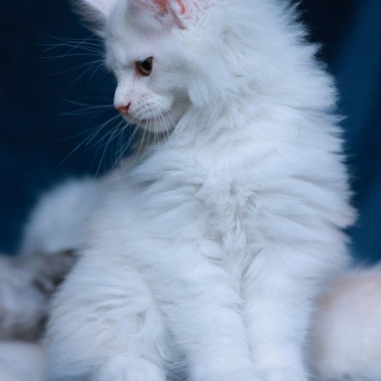 chaton Maine coon red shell Akaa Elevage de maine coon L'Or sauvage red shell