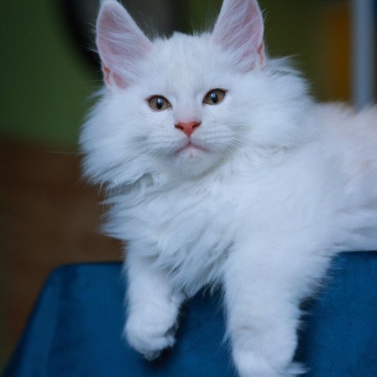 chaton Maine coon red shell Akaa Elevage de maine coon L'Or sauvage red shell