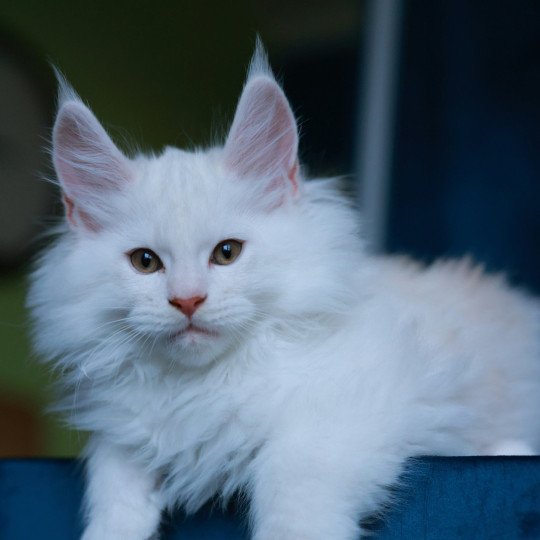 chaton Maine coon red shell Akaa Elevage de maine coon L'Or sauvage red shell