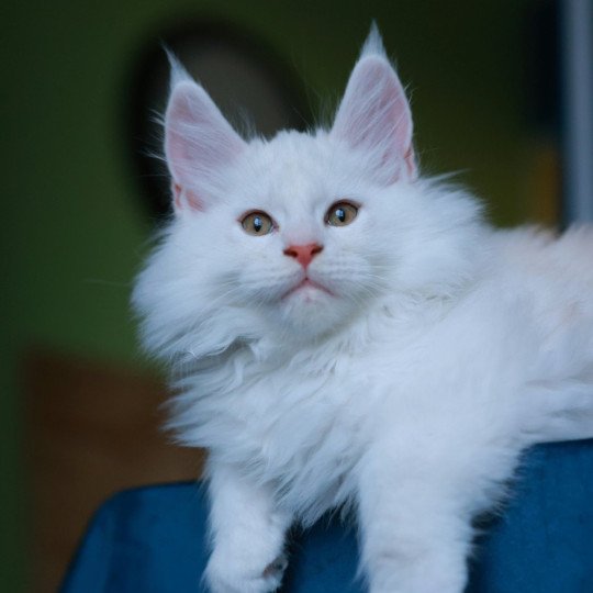 chaton Maine coon red shell Akaa Elevage de maine coon L'Or sauvage red shell