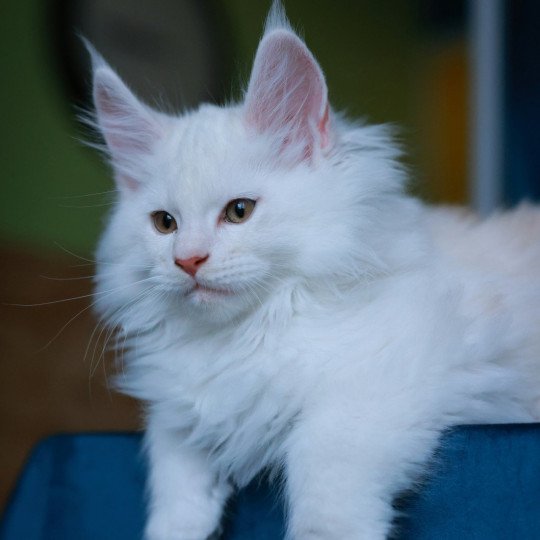 chaton Maine coon red shell Akaa Elevage de maine coon L'Or sauvage red shell