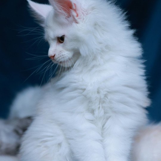 chaton Maine coon red shell Akaa Elevage de maine coon L'Or sauvage red shell