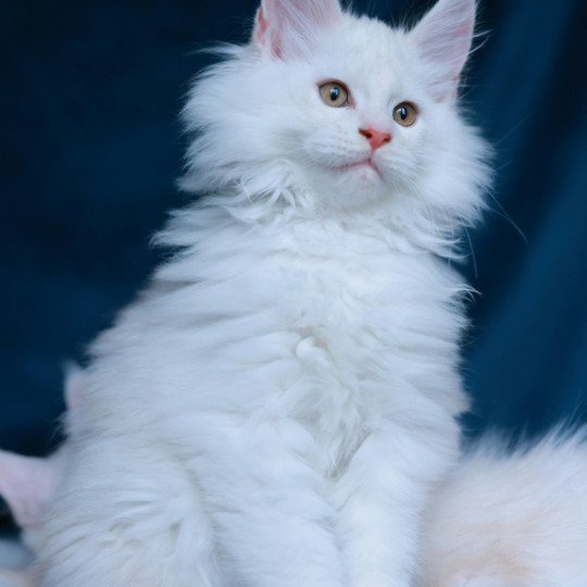 chaton Maine coon red shell Akaa Elevage de maine coon L'Or sauvage red shell