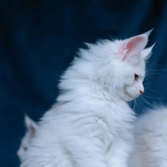 chaton Maine coon red shell Akaa Elevage de maine coon L'Or sauvage red shell