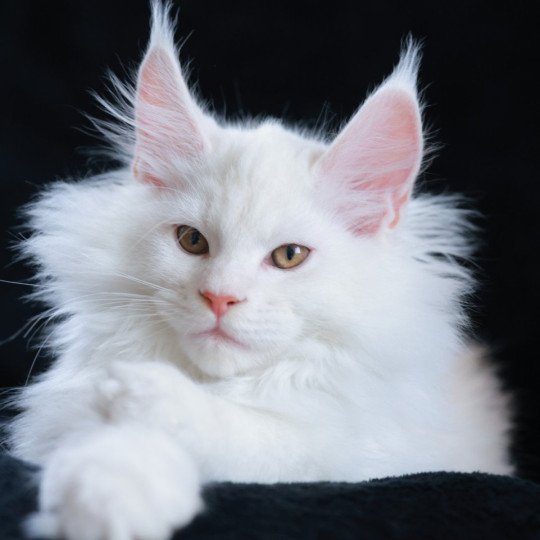chaton Maine coon red shell Akaa Elevage de maine coon L'Or sauvage red shell
