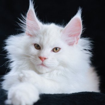 Akaa DE L'OR SAUVAGE Mâle Maine coon