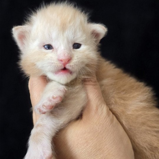 chaton Maine coon red silver blotched tabby Alarion Lumis Elevage de maine coon L'Or sauvage red silver blotched tabby