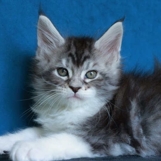 chaton Maine coon black silver blotched tabby & blanc Alium Elevage de maine coon L'Or sauvage black silver blotched tabby & blanc