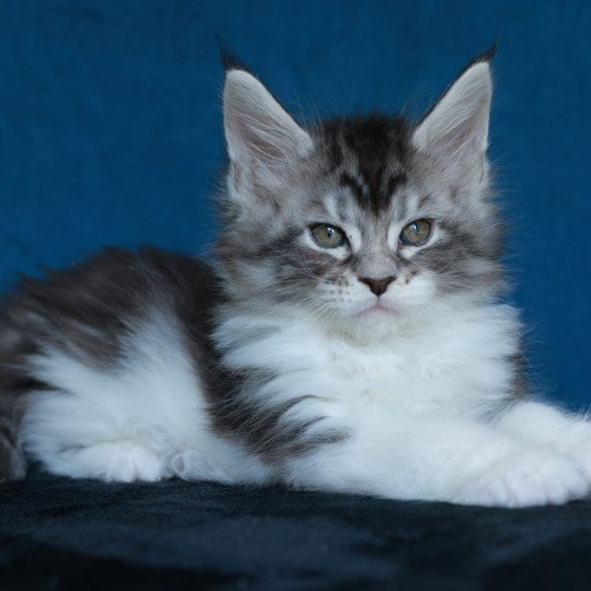 chaton Maine coon black silver blotched tabby & blanc Alium Elevage de maine coon L'Or sauvage black silver blotched tabby & blanc