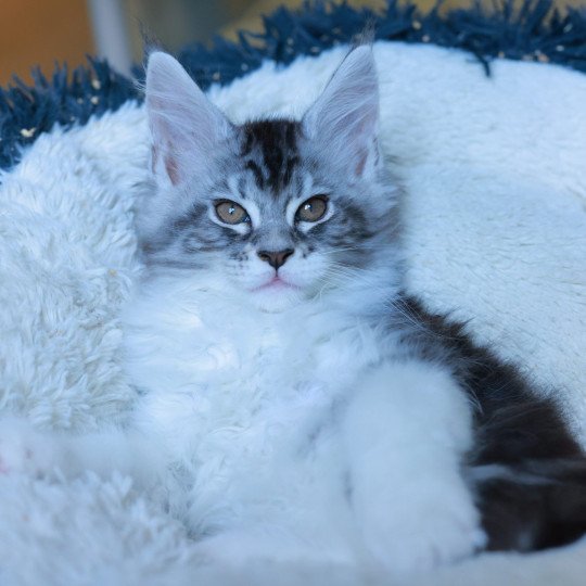 chaton Maine coon black silver blotched tabby & blanc Alium Elevage de maine coon L'Or sauvage black silver blotched tabby & blanc