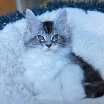 Alium DE L'OR SAUVAGE Mâle Maine coon