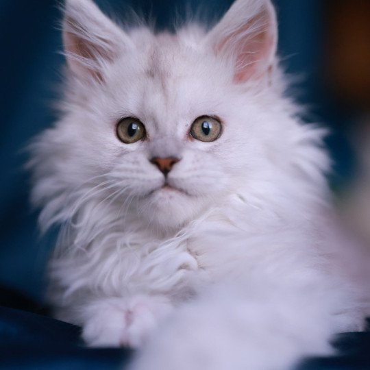 chaton Maine coon black silver shaded Aloha Elevage de maine coon L'Or sauvage black silver shaded