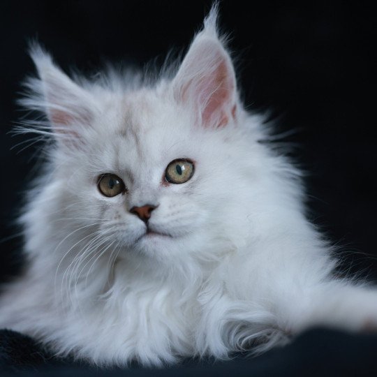 chaton Maine coon black silver shaded Aloha Elevage de maine coon L'Or sauvage black silver shaded