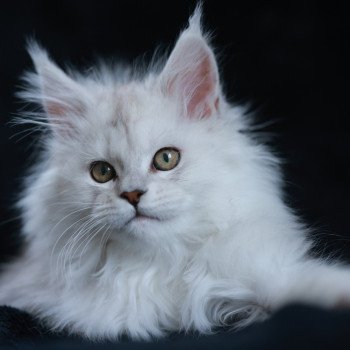 Aloha DE L'OR SAUVAGE Femelle Maine coon