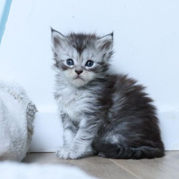 Amélia DE L'OR SAUVAGE Femelle Maine coon